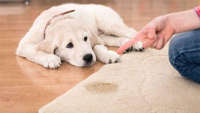 راهنمای انتخاب فرش مناسب برای صاحبان حیوان خانگی